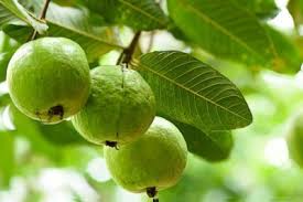 Guava fruit farm business ideas with low investment and high profit. Feeding Guava Trees How And When To Fertilize Guava Trees