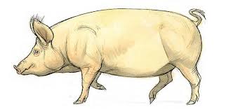 How To Draw A Pig Step By Step Adobe
