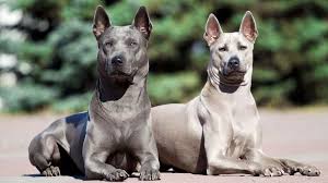 We did not find results for: Thai Ridgeback Price Temperament Life Span