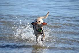 After you book your pet friendly hotel, check out the dog parks in the area of the hotel your staying at. 10 Unique Pet Friendly Day Trips In Georgia Tripswithpets Com
