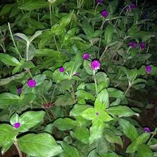 Nama latin dari bunga ini adalah dicentra spectabilis atau lebih dikenal dengan nama adalah bleeding heart flower yaitu bunga hati berdarah. Tanaman Bunga Kancing Tanaman Bunga Knop Tanaman Gomphrena Globosa Lazada Indonesia