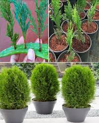 Image result for cuttings thujas