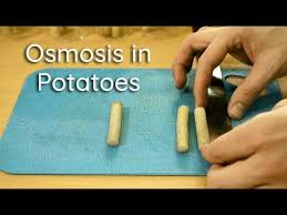 Thus, plant cells can absorb water via osmosis without danger of bursting. Osmosis In Potato Strips Bio Lab Youtube