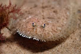 Pin On Strange Fish