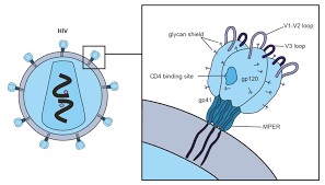 Post-Immune Antibodies in HIV-1 Infection in the Context of Vaccine  Development: A Variety of Biological Functions and Catalytic Activities