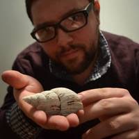 PDF) Short-term exposure to elevated pCO2 does not affect the valve gaping  response of adult eastern oysters, Crassostrea virginica, to acute heat  shock under an ad libitum feeding regime