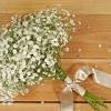 Baby's breath tends to prefer alkaline soil with a soil ph of 7.0 to 7.5. 1
