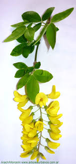 Los mangos, y estos están en el punto de madurez justo para ser devorados por la familia. Laburnum Anagyroides Lluvia De Oro Arboles Urbanos