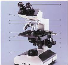 Polarized light microscopy microscope configuration olympus. The Components Of A Compound Light Microscope Locations And Their Functions Example Graduateway