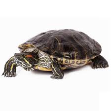 Red Eared Slider Turtles Red Eared Slider For Sale Petco