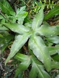 Image result for Orthochilus ruwenzoriensis