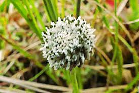 Image result for Schoenoplectus muriculatus