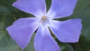 Check spelling or type a new query. Ground Cover To Plant Under Pine Trees The Smarter Gardener