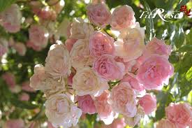 Quels Rosiers Pour Fleurir Une Arche Romantique Frau Eve Shubert En 2020 Rosier Rosier Liane Rosier Arbuste
