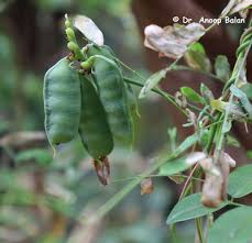 Image result for Phragmanthera crassicaulis