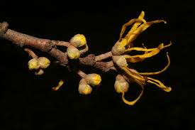 Image result for Hamamelidaceae