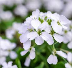 Image result for Arabis alpina