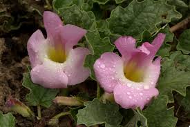 Image result for Harpagophytum zeyheri