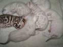 Snow & White Bengal Cats for Sale 🐈 | Wild & Sweet Bengals