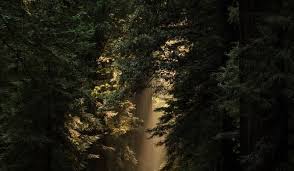Public papers of the presidents of the united states: Jitu Das S Blog Assamese Quotes On Beauty Of Nature By Jitu Das Quotes