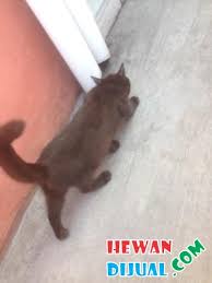 Berikut adalah daftar harga kucing terlengkap dan terpercaya. Dijual Kucing Persia Exotic Di Pekanbaru Hewandijual Com