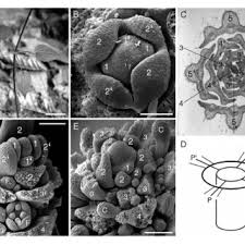 Image result for Limnophila ceratophylloides