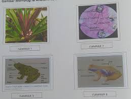 Maybe you would like to learn more about one of these? 1 Sebutkan Nama Nama Sel Yang Ada Pada Daun Rhoe Discolor Gambar2 Diatas 2 Berdasarkan Gambar No Brainly Co Id