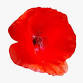 Remembrance Sunday with Vocal Eclipse event image