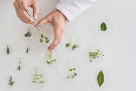 دراسة النباتات المهارة المفقودة للع لم