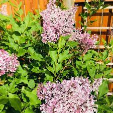 14, saskatchewan, canada — location on the map, phone, opening hours, reviews. Boughen Nurseries Ltd Home Facebook