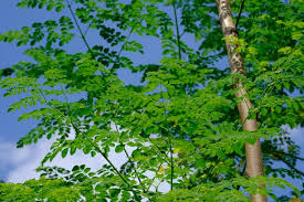 Image result for Moringaceae