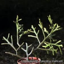Image result for Euphorbia eylesii