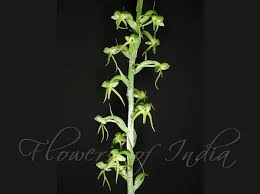 Image result for Habenaria humilior