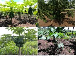 Startslideshow growing native fruit trees pawpaws and persimmons with lee reich a way to garden leaf. Carica Papaya A Tree That Keeps On Giving Regreening Africa