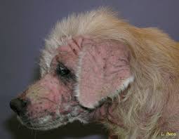 Image result for scabies dog ear