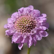 Image result for Scabiosa drakensbergensis