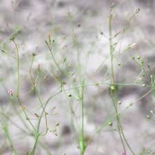 Image result for Cordylostigma virgatum