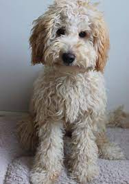 Australian Labradoodle Mini Australian Labradoodle For Sale Chocolate Pup Labradoodle Puppy Labradoodle Dogs Labradoodle Puppies For Sale