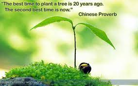 Go Plant A Tree Thought Provoking Quotes Plants Chinese Proverbs