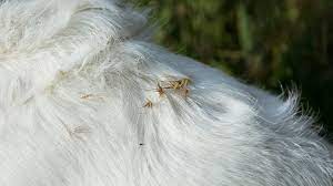 Grass Seeds L Medivet Uk