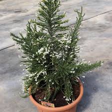 Image result for Fabiana imbricata