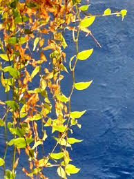 Image result for Asparagus asparagoides