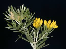 Image result for Genista