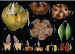 Image result for Thesium cymosum