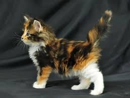 Black And White Kitty Pictures Cute Ginger Mix Black And White Kitten Pretty Cats Cute Cats Beautiful Cats