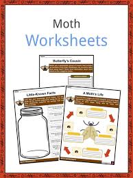 Moth Facts Worksheets Etymology History For Kids