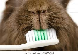 You can repeat the process at their belly portion as. Guinea Pig Gnaws Toothbrush Stock Photo Edit Now 130886339