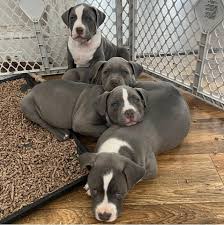 American Bully Breeder, Female & Male Pitbull Breeder | Hermon, Portland,  Maine | Royal Monster Bullies