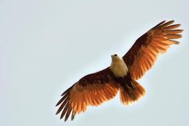 Check spelling or type a new query. Syair Burung Elang Halaman All Kompasiana Com