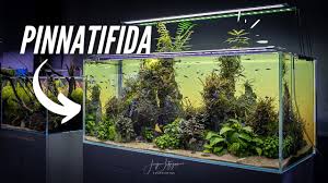 This Little Box Will Blow Your Mind Best Aquarium Led Remote With Build In Timer And Dimmer Youtube